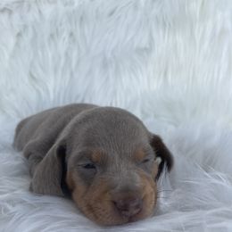 Dachshund Puppies from Dachshund Meadows