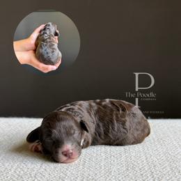 Caldera - Brown and white male Bernedoodle puppy in Tulsa, Oklahoma from The Poodle Co. Raising Doodles & Poodles