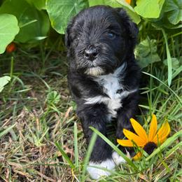 Aspen - Parti female Miniature Schnauzer puppy in Wheeler, Wisconsin from Sue’s Miniature Schnauzers