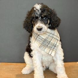 Oz - Parti male Poodle puppy in Bellville, Ohio from Cedar Ridge Standard Poodles