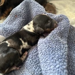 Captain - Dapple male Dachshund puppy in Steamboat Springs, Colorado from Steamboat Sausage Squad