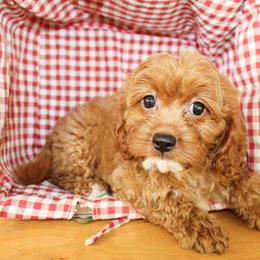 Finn - Red male Cavapoo puppy in Rattan, Oklahoma from Double M Cocker Spaniels