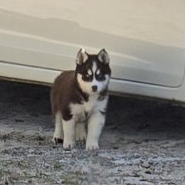 Puppy 1 - Red and white male Siberian Husky puppy in Lakeland, Florida from Husky Breeder of Central Florida