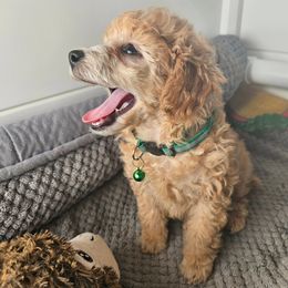 Poodle Puppies from Sankofa Kennel Club