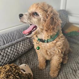 Poodle Puppies from Sankofa Kennel Club