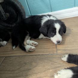 Australian Shepherd, Great Dane, and Great Pyrenees Puppies from AEW Farm