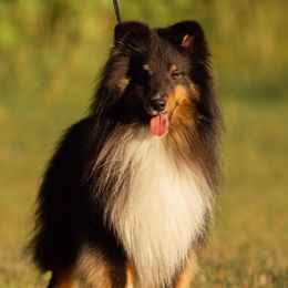 Shetland Sheepdogs from Alinost