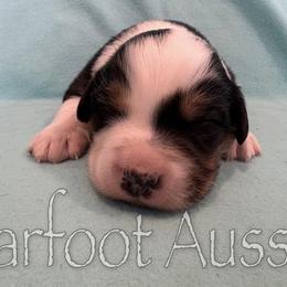 Girl 1 - Black tri-color female Australian Shepherd puppy in Lowell, Indiana from Bearfoot Aussies and Tollers