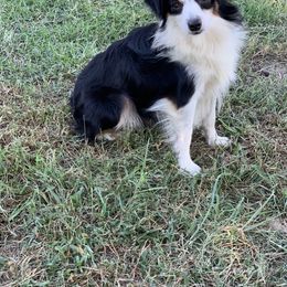 Toy Australian Shepherd Puppies from B&B Toy Aussies