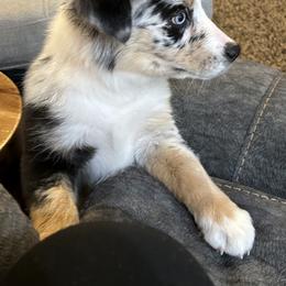 Miniature Australian Shepherd Puppies from Yarborough Kennels