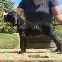 Black Boy - Yellow - Black Pointer puppy in Olympia, Washington from Birdsboro Pointers