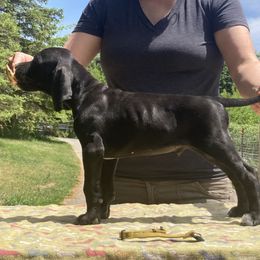 Black Boy - Yellow - Black Pointer puppy in Olympia, Washington from Birdsboro Pointers