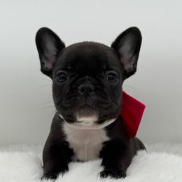Grace - Brindle female French Bulldog puppy in Largo, Florida from Big Daddy Frenchies