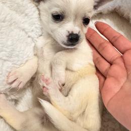 Pearl - Cream and white female Chihuahua puppy in Richland, Washington from Northwest Paws