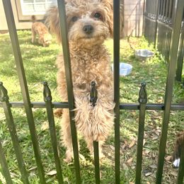 Boxer and Cavapoo Puppies from Acadian Kennels