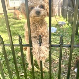 Boxer and Cavapoo Puppies from Acadian Kennels