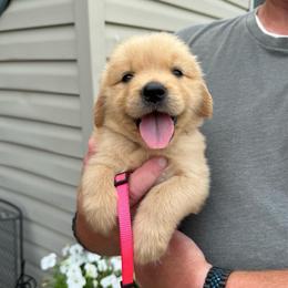 Pink girl - Golden female Golden Retriever puppy in Macy, Indiana from Macy Golden Meadows