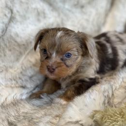 Mocha - Parti female Yorkshire Terrier puppy in Bennettsville, South Carolina from Cottonwood Maltese