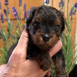 Ruger - Black and tan male Yorkipoo puppy in Carlotta, California from Lost Coast Poodles and Doodles