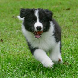 Border Collie Puppies from Shorewind Border Collies