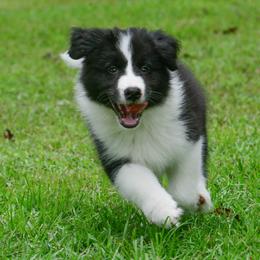 Border Collie Puppies from Shorewind Border Collies