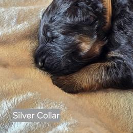 Silver Collar - Black and red female German Shepherd puppy in Sumner, Iowa from Vom Wilke Kennels
