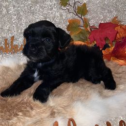 Ace - Black male Miniature Schnauzer puppy in Silsbee, Texas from My Little Schnauzer Pals