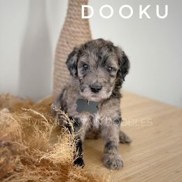 Goldendoodle Puppies from Ivie Mountain Doodles