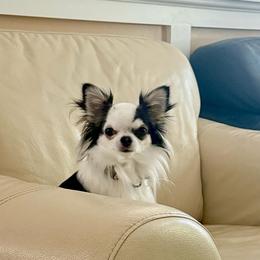 Richie - Black and tan male Chihuahua puppy in Morrisville, North Carolina from Mozzafiato Chihuahuas