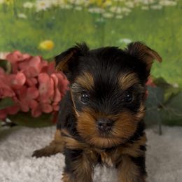 Winnie's boy - Blue and gold Yorkshire Terrier puppy in New Hampton, Iowa from JMAK Dreams