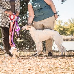 Emma - Silken Windhound