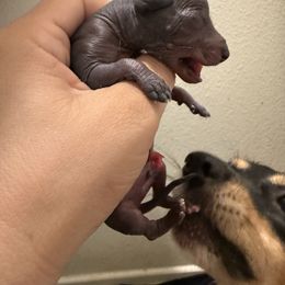 Charro - Black male Xoloitzcuintli puppy in Victorville, California from Elegancia Vintage Xoloitzcuintle
