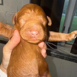 Black Collar - Red  male Goldendoodle puppy in Winchester, Tennessee from Mahaffey’s Doodles