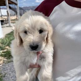 Hopper - Cream male Goldendoodle puppy in Mount Pleasant, Utah from Betty's Goldendoodles