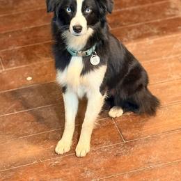 Dixie - Toy Australian Shepherd