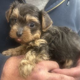 Brownie - Black and tan male Yorkipoo puppy in West Warwick, Rhode Island from Robyn’s Nest