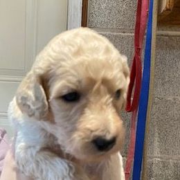 Girl 3 - Poodle puppy from Celebrity Standard Poodles