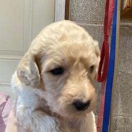 Girl 3 - Poodle puppy from Celebrity Standard Poodles