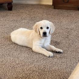 CRATE TRAINED AND READY - Light golden female Golden Retriever puppy in Pahrump, Nevada from Southern Nevada Goldens