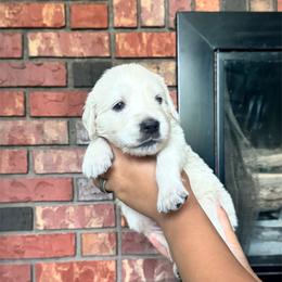 Girl 2 - Light golden female Golden Retriever puppy in Roca, Nebraska from Oak Haven Goldens