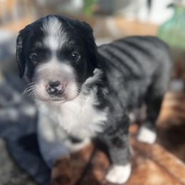 Bernedoodle Puppies from East Coast Bernedoodles
