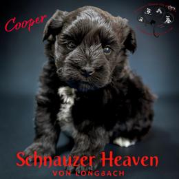 Cooper AKC (green collar) - Black male Miniature Schnauzer puppy in Pelzer, South Carolina from Schnauzer Heaven Von Longbach