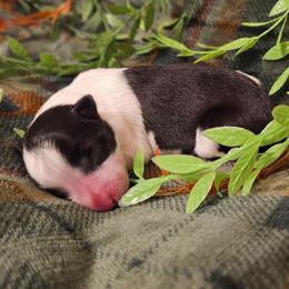 Rue - Black and white female Border Collie puppy in Dewey, Arizona from Fásach Stockdogs