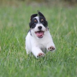 Russell Terrier Puppies from Blue Bass Kennel