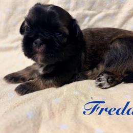 Freddie - Red male Shih Tzu puppy in Hemet, California from Aloha Shih Tzu