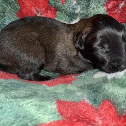 Red Collar - Fawn sable male Belgian Malinois puppy in Trenton, Georgia from Laeknir K9