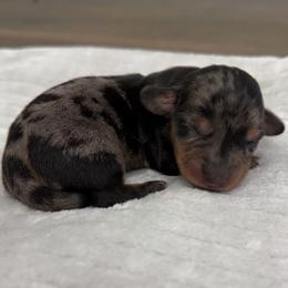 Timber - Dapple male Dachshund puppy in Live Oak, Florida from Johnson’s Weiner Farm
