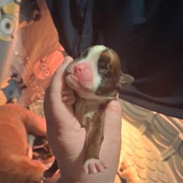 Runt - Fawn male Boxer puppy in Pikeville, Kentucky from Boxers of Whispered Wishes