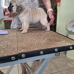 Patrick - Fawn male Pug puppy in Lugoff, South Carolina from Chiquola