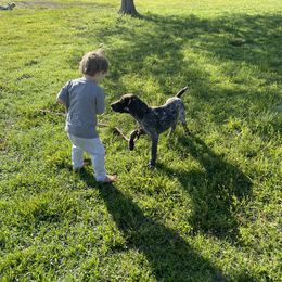 Goldendoodle Puppies from Tri-Star Pointers